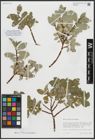 Foto von Salix arctica Pall.